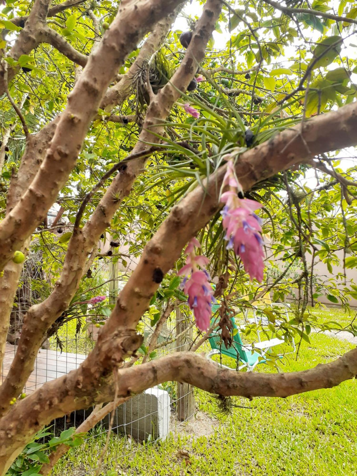 Jabuticasa Cabana De Madeira Na Praia Penha  Eksteriør billede